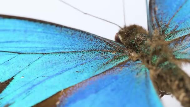 Spécimen Papillon Queue Hirondelle Verte Mer Papilio Lorquinianus — Video