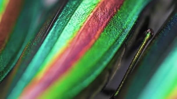Insekt Exemplet Strukturell Färg Juvel Skalbagge Wings Chrysochroa Fulgidissima — Stockvideo