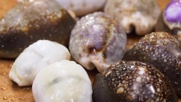 Skal Olika Arter Cowrie Träskiva — Stockvideo