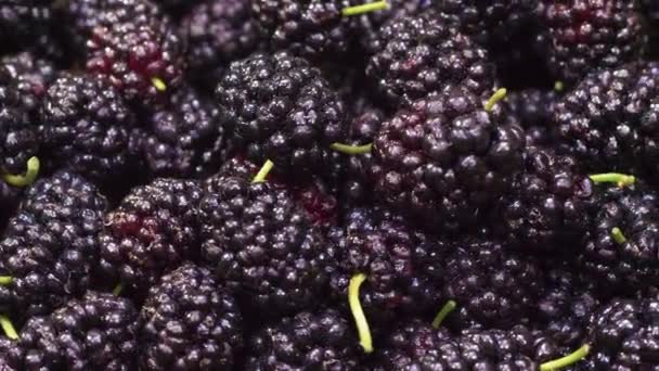 Group Fresh Organic Mulberry Fruits — Stock Video