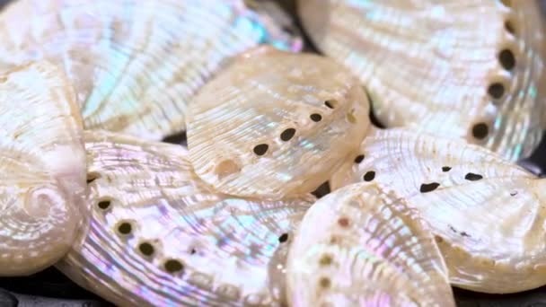 Részletek Csiszolt Kis Abalone Shells Lemezjátszón — Stock videók