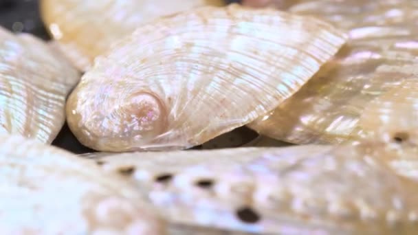Dettagli Piccole Conchiglie Abalone Lucidate Sul Giradischi — Video Stock