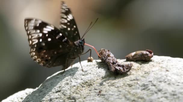 アジアの安定蝶のクローズアップ Dichorragia Nesimachus 岩の上の鳥のフンから水を吸います — ストック動画