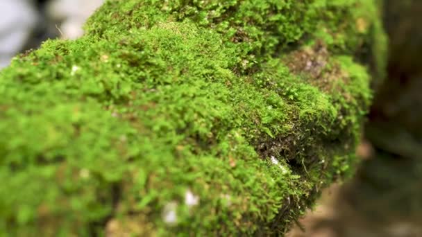 Tracking Shot Green Moss Growing Fallen Tree Mountain Forest — Stock Video