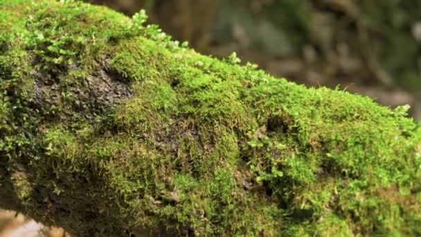 山の森の倒木で育つ緑の苔の撮影 — ストック動画