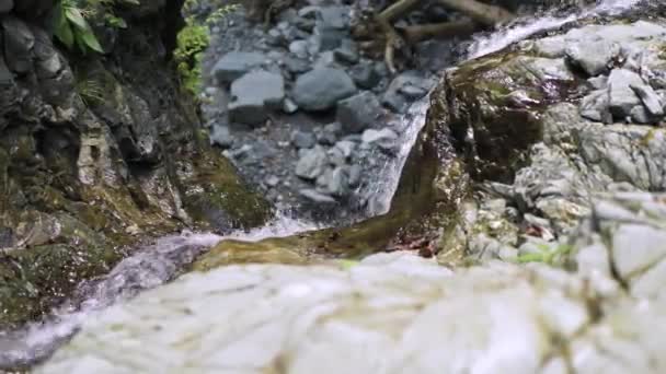 Petit Ruisseau Montagne Qui Traverse Forêt Montagne — Video