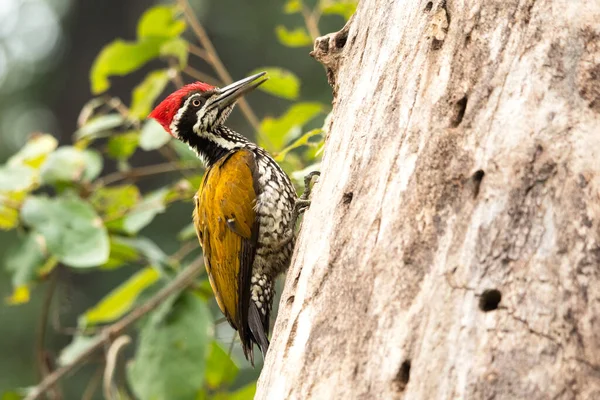 Primer Plano Pájaro Carpintero Dorsal Pájaro Carpintero Dorsal Trabajo Tronco — Foto de Stock