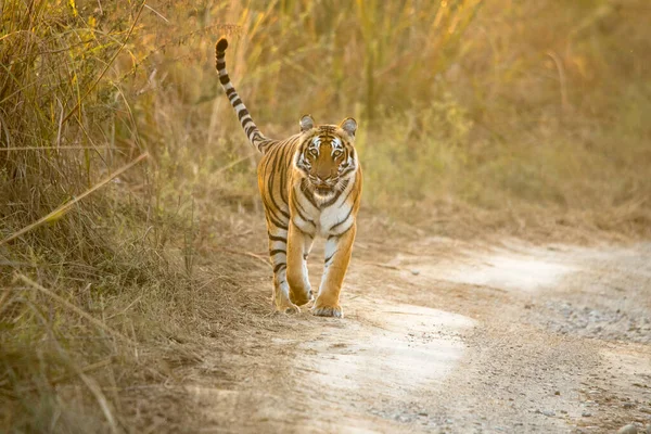 Çayırlarda Kuyrukları Olan Bengal Kaplanı — Stok fotoğraf