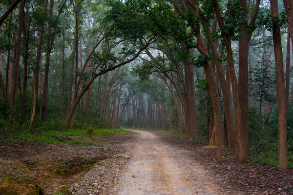 Ağaçların gölgesinde orman yolu