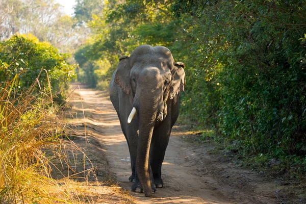 Elephant on the jungle road on a sunny morning