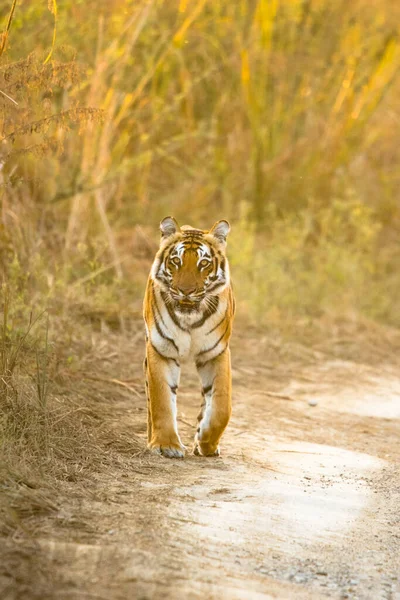 Поверніться Тигра Використанням Селективного Фокусу Певній Частині Тигра Рештою Тигра — стокове фото