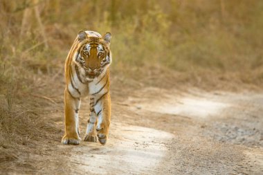 Kaplan vahşi doğada seçici bir şekilde kaplanın belirli bir bölgesine odaklanır, kaplanın geri kalanı bulanıklaşır..