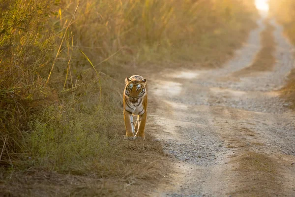 Прогулянка Тигра Використанням Селективного Фокусу Певній Частині Тигра Рештою Тигра — стокове фото