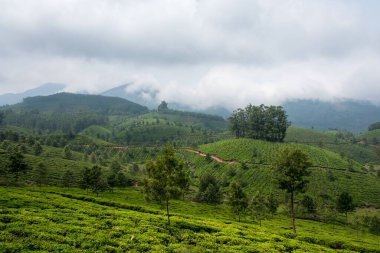 Güzel çay bahçeleri ve sisli bir günde dağların manzarası