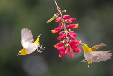 Doğulu beyaz göz kuşları nektar için çiçeklerin üzerinde uçuyor. Kapat..