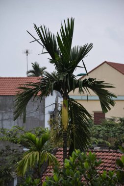 Üzücü bir öğleden sonra Areca ağacı