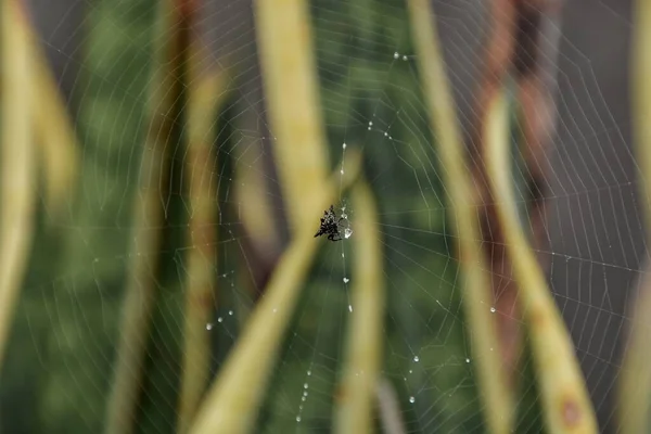 Μακροσκοπική Αράχνη Στον Ιστό — Φωτογραφία Αρχείου