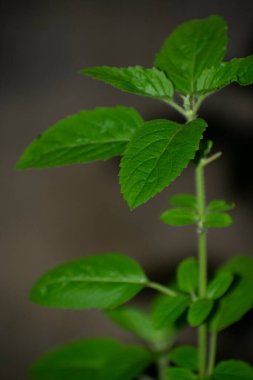 Tulsi ya da Ocimum kutsal fesleğen, Ayurveda 'da kullanılan bir şifalı bitkidir.