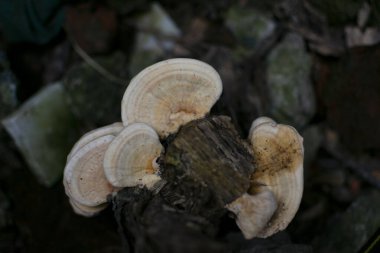 Pleurotus pulmonarius orman zemininin çürümüş ormanlarında yetişiyor.