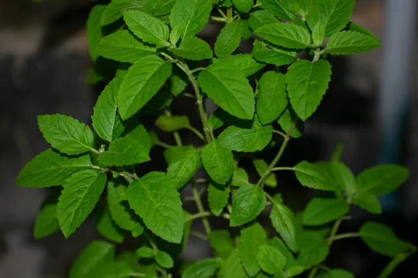 Tulsi Ocimum Kutsal Fesleğen Ayurveda Kullanılan Bir Şifalı Bitkidir — Stok fotoğraf