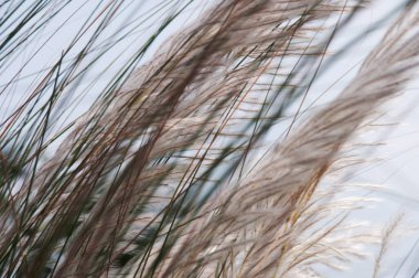 Bengali 'de sakaryum spontanyum ya da kaşık dolusu çiçek açması, Batı Bengal' deki Durga puja festivalinin yaklaştığını gösteriyor..