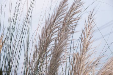 Bengali 'de sakaryum spontanyum ya da kaşık dolusu çiçek açması, Batı Bengal' deki Durga puja festivalinin yaklaştığını gösteriyor..