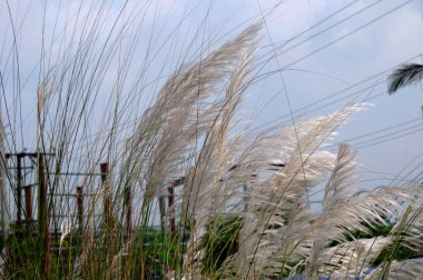 Bengali 'de sakaryum spontanyum ya da kaşık dolusu çiçek açması, Batı Bengal' deki Durga puja festivalinin yaklaştığını gösteriyor..