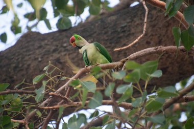 Gül halkalı papağan (ayrıca halka boyunlu papağan olarak da bilinir), papağangiller (Psittacidae) familyasından bir papağan türüdür.