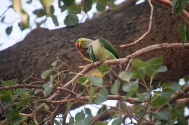 Gül halkalı papağan (ayrıca halka boyunlu papağan olarak da bilinir), papağangiller (Psittacidae) familyasından bir papağan türüdür.