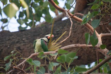 Gül halkalı papağan (ayrıca halka boyunlu papağan olarak da bilinir), papağangiller (Psittacidae) familyasından bir papağan türüdür.