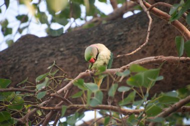 Gül halkalı papağan (ayrıca halka boyunlu papağan olarak da bilinir), papağangiller (Psittacidae) familyasından bir papağan türüdür.