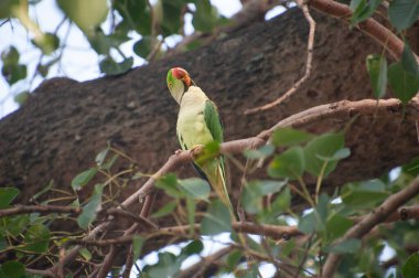 Gül halkalı papağan (ayrıca halka boyunlu papağan olarak da bilinir), papağangiller (Psittacidae) familyasından bir papağan türüdür.
