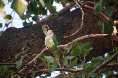 Gül halkalı papağan (ayrıca halka boyunlu papağan olarak da bilinir), papağangiller (Psittacidae) familyasından bir papağan türüdür.