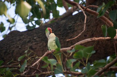 Gül halkalı papağan (ayrıca halka boyunlu papağan olarak da bilinir), papağangiller (Psittacidae) familyasından bir papağan türüdür.