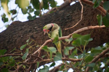 Gül halkalı papağan (ayrıca halka boyunlu papağan olarak da bilinir), papağangiller (Psittacidae) familyasından bir papağan türüdür.