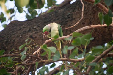 Gül halkalı papağan (ayrıca halka boyunlu papağan olarak da bilinir), papağangiller (Psittacidae) familyasından bir papağan türüdür.