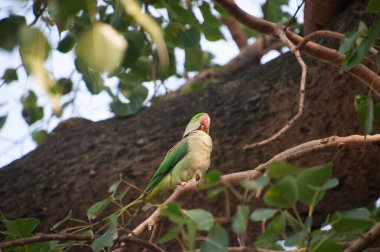 Gül halkalı papağan (ayrıca halka boyunlu papağan olarak da bilinir), papağangiller (Psittacidae) familyasından bir papağan türüdür.