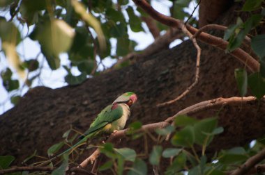 Gül halkalı papağan (ayrıca halka boyunlu papağan olarak da bilinir), papağangiller (Psittacidae) familyasından bir papağan türüdür.