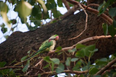 Gül halkalı papağan (ayrıca halka boyunlu papağan olarak da bilinir), papağangiller (Psittacidae) familyasından bir papağan türüdür.