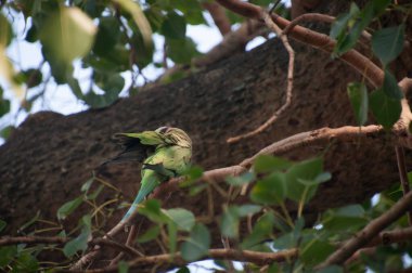 Gül halkalı papağan (ayrıca halka boyunlu papağan olarak da bilinir), papağangiller (Psittacidae) familyasından bir papağan türüdür.