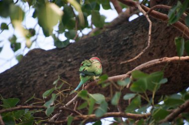 Gül halkalı papağan (ayrıca halka boyunlu papağan olarak da bilinir), papağangiller (Psittacidae) familyasından bir papağan türüdür.