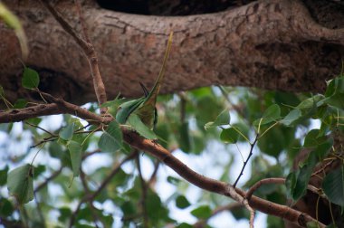 Gül halkalı papağan (ayrıca halka boyunlu papağan olarak da bilinir), papağangiller (Psittacidae) familyasından bir papağan türüdür.