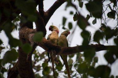 Gül halkalı papağan (ayrıca halka boyunlu papağan olarak da bilinir), papağangiller (Psittacidae) familyasından bir papağan türüdür.