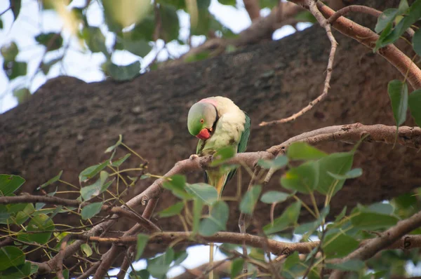 月季鹦鹉 Rose Ringed Parkeet 又名环颈鹦鹉 Ring Neck Parakeet 是一种中等大小的鹦鹉 属于仙人掌科 — 图库照片