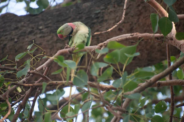 月季鹦鹉 Rose Ringed Parkeet 又名环颈鹦鹉 Ring Neck Parakeet 是一种中等大小的鹦鹉 属于仙人掌科 — 图库照片