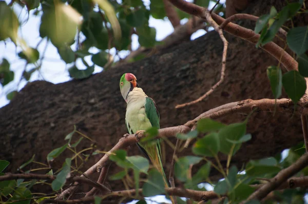 月季鹦鹉 Rose Ringed Parkeet 又名环颈鹦鹉 Ring Neck Parakeet 是一种中等大小的鹦鹉 属于仙人掌科 — 图库照片