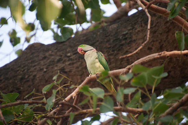 月季鹦鹉 Rose Ringed Parkeet 又名环颈鹦鹉 Ring Neck Parakeet 是一种中等大小的鹦鹉 属于仙人掌科 — 图库照片