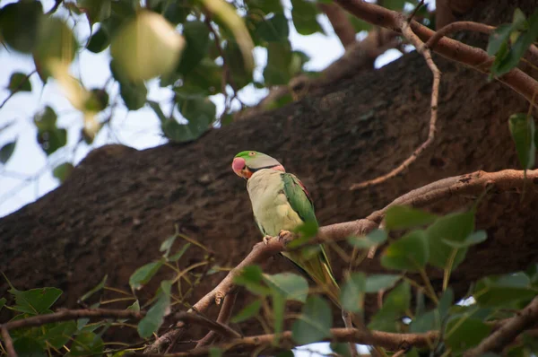 月季鹦鹉 Rose Ringed Parkeet 又名环颈鹦鹉 Ring Neck Parakeet 是一种中等大小的鹦鹉 属于仙人掌科 — 图库照片