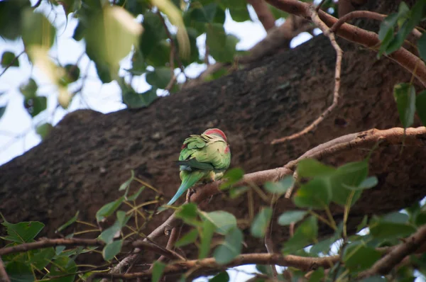 月季鹦鹉 Rose Ringed Parkeet 又名环颈鹦鹉 Ring Neck Parakeet 是一种中等大小的鹦鹉 属于仙人掌科 — 图库照片