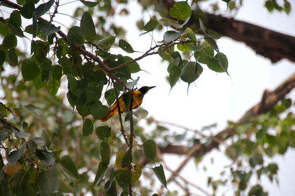 Venezuela Troupial Venezuela 'nın ulusal kuşudur.. 